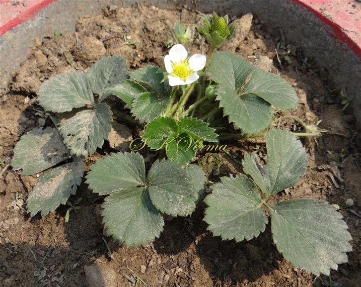  Plant